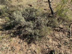 Ephedra antisyphilitica