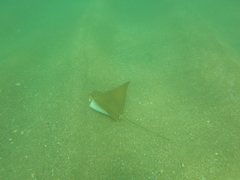 Rhinoptera steindachneri