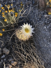 Echinomastus warnockii