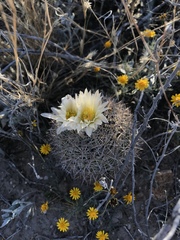 Echinomastus warnockii