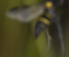 Hoplisoides semipunctatus