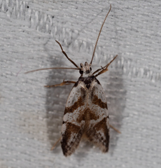 Oxythecta hieroglyphica