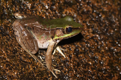 Lithobates palmipes