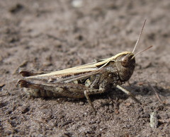 Omocestus haemorrhoidalis
