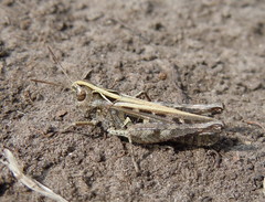 Omocestus haemorrhoidalis