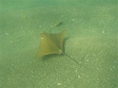 Rhinoptera steindachneri