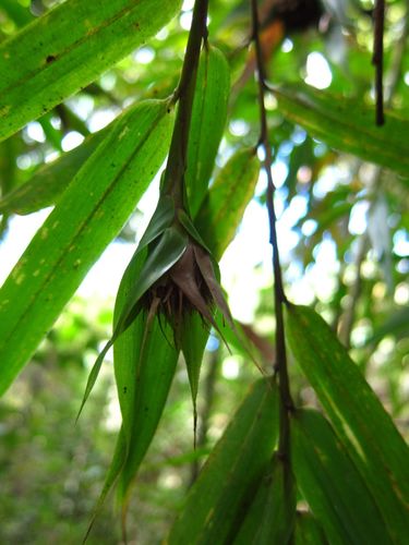 Sokinochloa chapelieri image