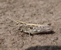Omocestus haemorrhoidalis