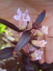 Strobilanthes anisophyllus
