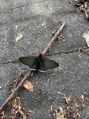 Pyrrhopyge charybdis