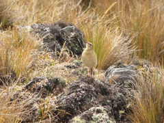 Anthus bogotensis