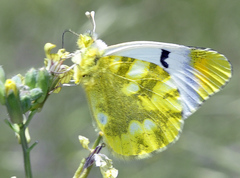 Zegris eupheme