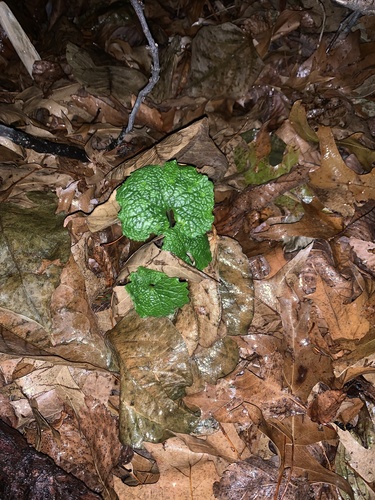 photo of Garlic Mustard (Alliaria petiolata)