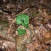 photo of Garlic Mustard (Alliaria petiolata)