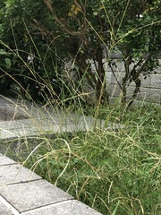 Dichanthium annulatum