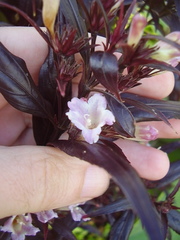 Strobilanthes anisophyllus
