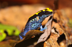 Dendrobates tinctorius