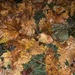 photo of Bloodleaves (Iresine)