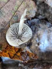 Mycena