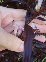 Strobilanthes anisophyllus