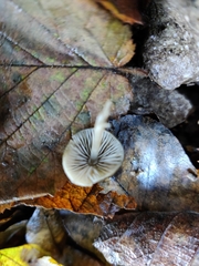 Mycena