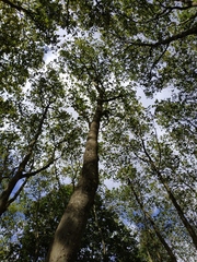 Platanus