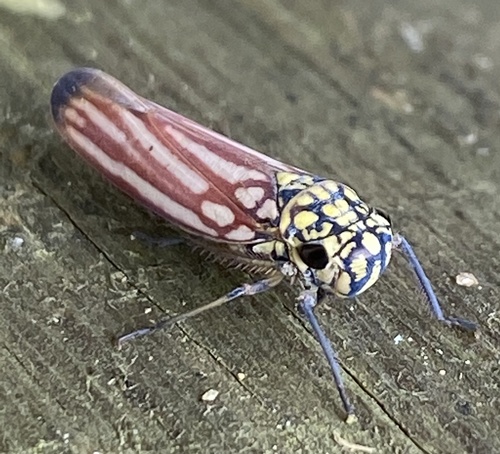 Macugonalia spinolae