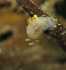 Polycera quadrilineata
