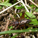 Allonemobius allardi - Photo (c) Thomas J. Walker/Singing Insects of North America，保留部份權利CC BY-NC-SA