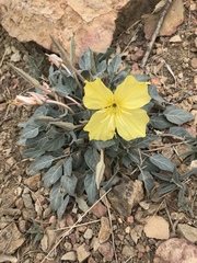 Oenothera brachycarpa