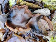 Fungi