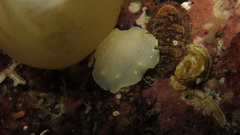Cadlina laevis