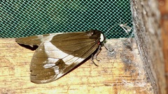 Dysschema marginalis