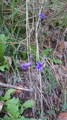 Delphinium gracile