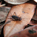 Eunemobius - Photo (c) Thomas J. Walker/Singing Insects of North America, algunos derechos reservados (CC BY-NC-SA)