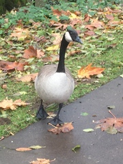 Branta canadensis