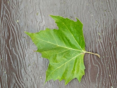 Platanus