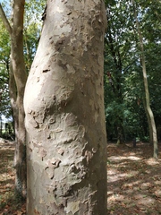 Platanus
