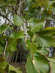 Platanus