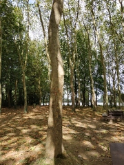 Platanus