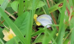 Eurema daira eugenia