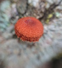 Phaeomarasmius