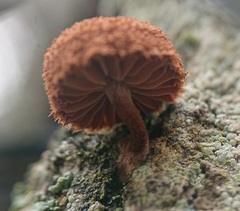 Phaeomarasmius