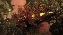 Dendronotus