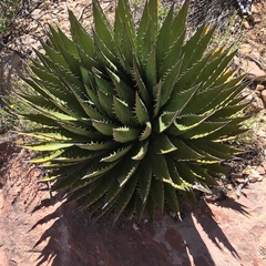 Agave utahensis kaibabensis