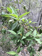 Petalostigma pubescens