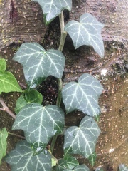 Hedera helix