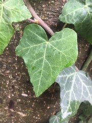 Hedera helix