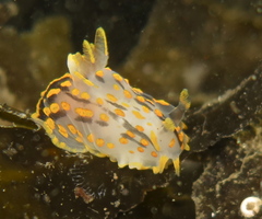 Polycera quadrilineata
