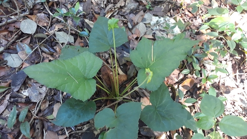 Dorstenia contrajerva